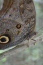 Amazonian Owl Butterfly, Pilipintuwasi, Iquitos, Peru