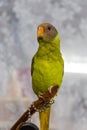 Amazonian parrot drawing. Quaker Parrot