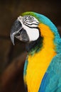 Amazonian Parrot Head