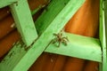 Amazonian pink toe spider or Peruvian pinktoe tarantula - Avicularia juruensis - sitting in the corner of a green ceiling