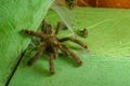Amazonian pink toe spider or Peruvian pinktoe tarantula - Avicularia juruensis - sitting in the corner of a green ceiling