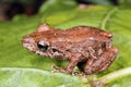 Amazonian rain frog Royalty Free Stock Photo