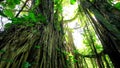 Amazonian rainforest, Brazil