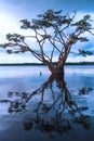 Amazonian rainforest, Cuyabeno in Ecuador