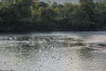 Amazonian rainforest. Misahualli River. Ecuador Royalty Free Stock Photo