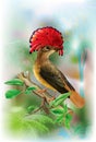 Amazonian royal flycatcher on a tropical background