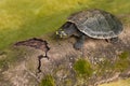 Amazonian Turtle Royalty Free Stock Photo