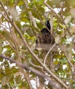 Amazonian Umbrellabird