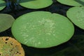 Amazonian waterlilies Royalty Free Stock Photo