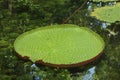 Amazonic brazillian waterlily on water