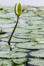 Amazonic wet land and flower Royalty Free Stock Photo