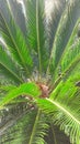 Small amazon palm trees Royalty Free Stock Photo