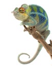 Ambanja Panther Chameleon