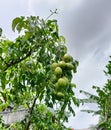 Ambarella fruit at the funeral Royalty Free Stock Photo