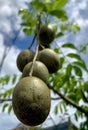 Ambarella fruit in my garden