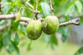 Ambarella fruit