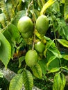 ambarella fruit on the tree