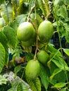 ambarella fruit on the tree