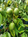 ambarella fruit on the tree