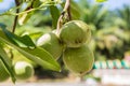 Ambarella fruit on the tree. Spondias dulcis.