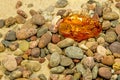 Amber on a beach with pebbles Royalty Free Stock Photo