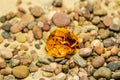 Amber on a beach with pebbles Royalty Free Stock Photo