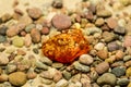 Amber on a beach with pebbles Royalty Free Stock Photo