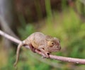 Amber Chameleon - Madagascar Endemic Reptile