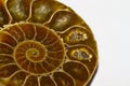 amber colored cut shell fossil Royalty Free Stock Photo