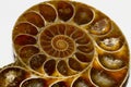 amber colored cut shell fossil Royalty Free Stock Photo