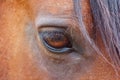 Amber colored horse eye with long lashes of brown stallion Royalty Free Stock Photo