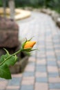 Amber-colored rose, yellow garden flower