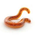 Amber-Colored Worm-like Abstract Shape, 3D Render. Royalty Free Stock Photo