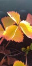 A amber coloured leaf from a strawberry plant