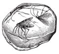 Amber, containing two insects, vintage engraving