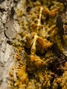 Amber drops of pine resin. Living three drops flow down the bark of the pine trunk. Organic life concept: leaking bright yellow Royalty Free Stock Photo