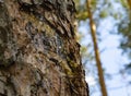 Amber drops of pine resin. Living three drops flow down the bark of the pine trunk. Organic life concept: leaking bright yellow Royalty Free Stock Photo