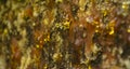 Amber drops of pine resin. Living three drops flow down the bark of the pine trunk. Organic life concept: leaking bright Royalty Free Stock Photo