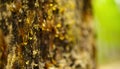 Amber drops of pine resin. Living three drops flow down the bark of the pine trunk. Organic life concept: leaking bright Royalty Free Stock Photo