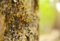 Amber drops of pine resin. Living three drops flow down the bark of the pine trunk. Organic life concept: leaking bright Royalty Free Stock Photo