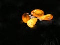 Amber earings Royalty Free Stock Photo