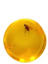 Amber with embedded insect Royalty Free Stock Photo