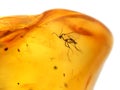 Amber with embedded insect Royalty Free Stock Photo