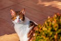 Amber eyed tabby alley cat looking at camera