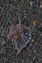 Amber and gray leaf touched with frost against gravel background