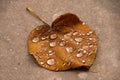 Amber Leaf Blanketed in Raindrops Royalty Free Stock Photo