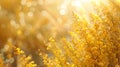 Amber light filters through tree branches with yellow flowers