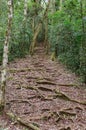 Amber Mountain National Park Madagascar