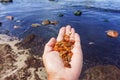 Amber in the palm of my hand. Semiprecious stones of amber. Sea shore and amber