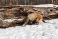 Amber Phase Red Fox Vulpes vulpes Turns to Sniff by Log Winter Royalty Free Stock Photo